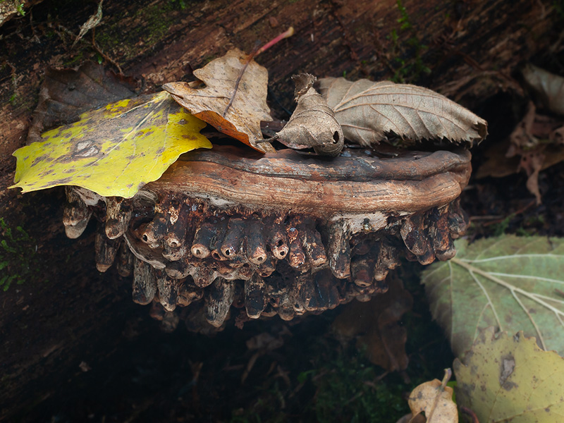 Ganoderma lipsiense